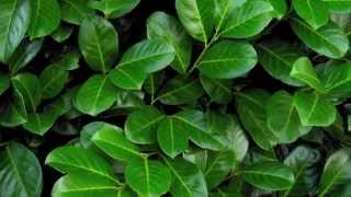 A focus on Cherry Laurel hedging All you need to know about Prunus laurocerasus Rotundifolia [upl. by Ailecec]