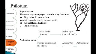 Psilotum  Morphology  Anatomy  Reproduction  Affinities [upl. by Artema]