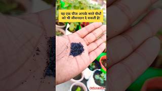 How to use Humic acid 98।plants ki growth ke liye humic acid use karehumicacid gardening plants [upl. by Sanfourd879]