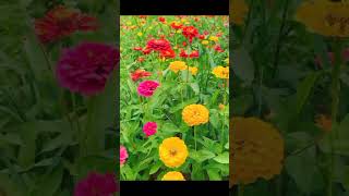 Zinnia elegans flower💐 shortsnature gardening satisfying [upl. by Pages]