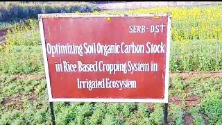 Optimizing Soil Organic Carbon Stock in Rice Based Cropping System in Irrigated Ecosystem icarrcer [upl. by Hoeve]