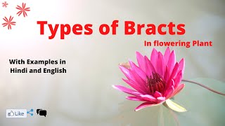 Types of Bracts With Examples in Hindi amp English  flower [upl. by Zorina]