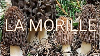 LA MORILLE un champignon rare très prisé Morchella [upl. by Ojyram767]