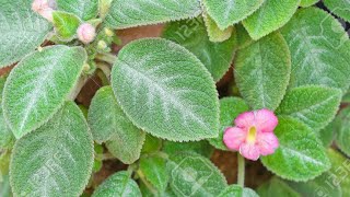 Episcia Cupreata Plant RepottingCareSoilmix shortvideo plantcare gardeningtips plantvideo [upl. by Anitnegra]