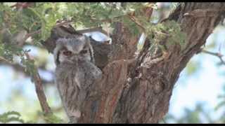 African Scops Owl Bird Call Bird Song [upl. by Llennhoj242]