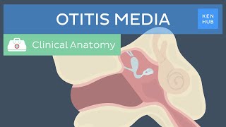 Middle ear infection Otitis media Definition pathogenesis symptoms and treatment  Kenhub [upl. by Ojybbob]