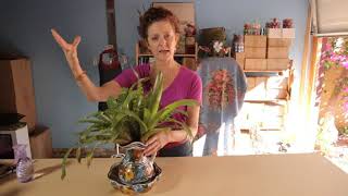 How to Water Bromeliads [upl. by Neeruan]