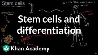 Stem cells and differentiation  From cells to organisms  High school biology  Khan Academy [upl. by Zoeller322]