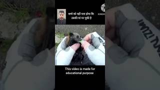 Rescue of a baby bat from dead mother by Megabattie 🙏 shorts [upl. by Melitta624]