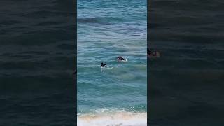 Sorrento surf 🏄‍♂️ paradise Beach 澳洲冲浪天堂 [upl. by Ehcrop14]