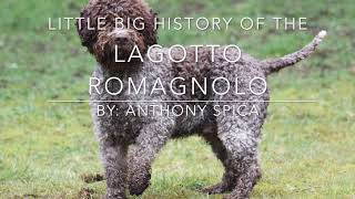 History of the Lagotto Romagnolo  Genealogy to Domestication Little Big History Project [upl. by Ching680]