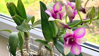 How to Grow Orchids Growing Orchids Orchid Care [upl. by Laemaj]