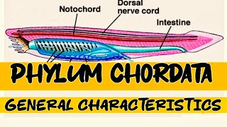 Phylum chordata  General characteristics  kingdom Animalia [upl. by Valerye502]