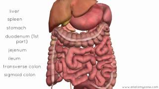 Peritoneal Cavity Part 4 Intraperitoneal and Retroperitoneal Organs Anatomy Tutorial [upl. by Ninetta]