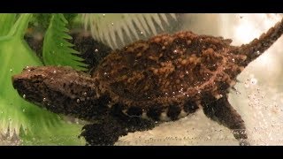 Reptile Feeding Video Snakes Lizards Turtles Frogs and More 2017 [upl. by Madonna]