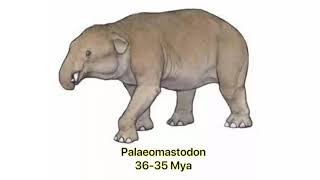 Elephant Evolution 🐘  Elephants and Mammoths Size Comparison [upl. by Tirrej]