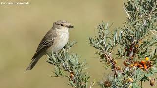 Spotted Flycatcher Call  Spotted Flycatcher Song [upl. by Tterb]