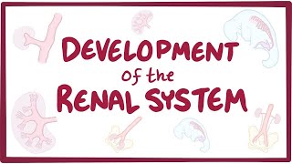 Anatomy of Urogenetal Module  Development of urinary system Part 1 [upl. by Ahtekal]