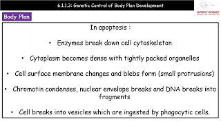 A Level Biology  6113  Genetic Control of Body Plan [upl. by Hsak123]