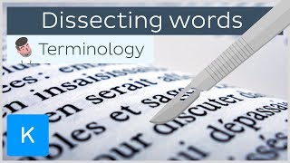 How dissecting words can help you be a pro in anatomical terminology  Kenhub [upl. by Efioa]