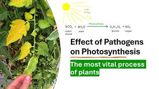 How plant pathogens affect the process of photosynthesis [upl. by Nnairet]