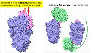 Mechanism of Alpha1 antitrypsin AAT Action [upl. by Lareine]