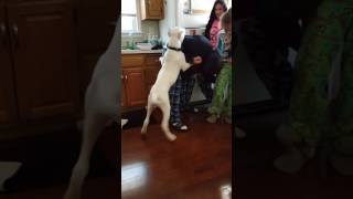 Kano dogo argentino training to protect his family quot18 weeks 50lbsquot [upl. by Atsirtal552]