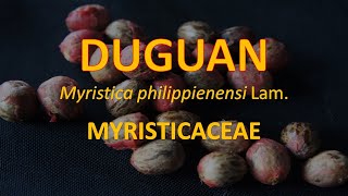 Duguan Myristica philippinensis  Myristicaceae  Philippine Native Trees [upl. by Georgette]