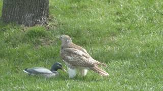 Hawk perplexed over duck [upl. by Elnar]