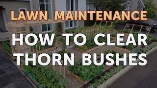 How to Clear Thorn Bushes [upl. by Stefa]