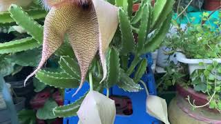 Stapelia gigantea sus cuidados [upl. by Weathers816]