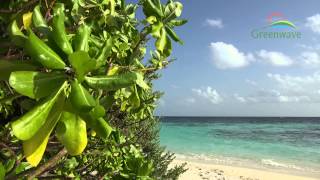 Tropical Island  Maldives  4K [upl. by Steinberg]