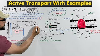 Active Transport This is how active transport occurs in Living Organism [upl. by Curran61]