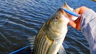 A Great Lure For Early Spring Striped Bass [upl. by Critchfield]