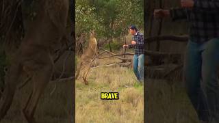 He Saved His Dog By Punching A Kangaroo 😱 petcollective  YT [upl. by Rosalinde882]