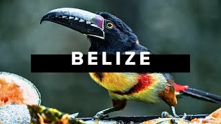 BELIZE TRAVEL DOCUMENTARY  Realm of the Howler Monkey 🇧🇿 [upl. by Schargel]