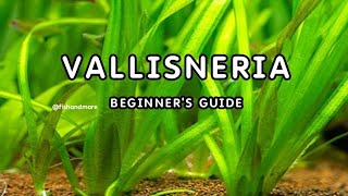 VALLISNERIA PLANT DETAILED GUIDE FOR BEGINNERS  EELGRASS  TAPEGRASS  JUNGLE VAL [upl. by Bovill]