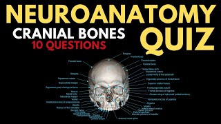 Neuroanatomy Quiz Cranial bones [upl. by Einnahpets]