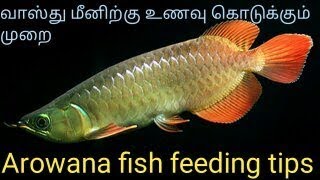 How to feed Arowana fish in tamil different growth stages and food pattern  Fish Aquarium Tamil [upl. by Atterehs756]