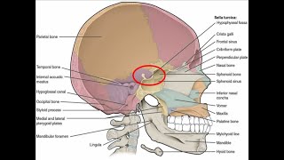 DISCUSS THE ANATOMY OF SELLA TURCICA [upl. by Jamille252]