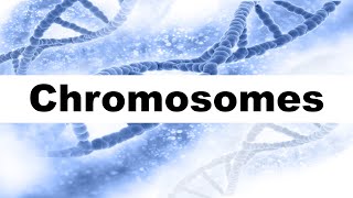 Chromosome Structure and Function I Autosomes and Sex Chromosomes [upl. by Jillian]