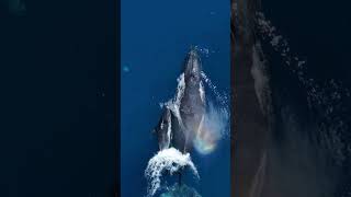 10 best ocean animals to see in WA shorts [upl. by How128]