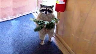 Funniest Moment Between Raccoons And Cats FUNNY VIDEO [upl. by Valentin]