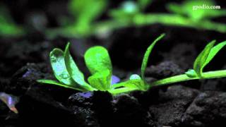 Hemianthus Callitrichoides Time Lapse 1080p [upl. by Sadnac]