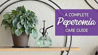 Mastering Peperomia Care The Ultimate Guide [upl. by Laeira672]