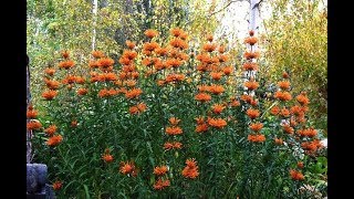 Growing Leonotis leonurus Lions Tail  How to grow a year round cut flower garden  Ep 43 [upl. by Kuth]