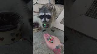 A man saves raccoon from choking and then raccoon babyraccoon shorts [upl. by Aihsined]