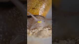 5 Surprising Snail Facts in 30 Seconds [upl. by Cadell]