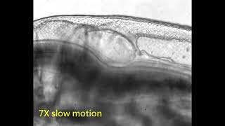 Daphnia pulex heart beat video [upl. by Gilba220]