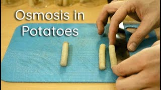 Osmosis in Potato Strips  Bio Lab [upl. by Claus]